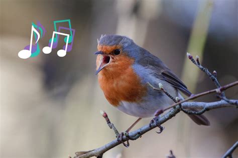 アラームの音を大きくする方法: なぜ私たちは朝に鳥の声を聞くのか？